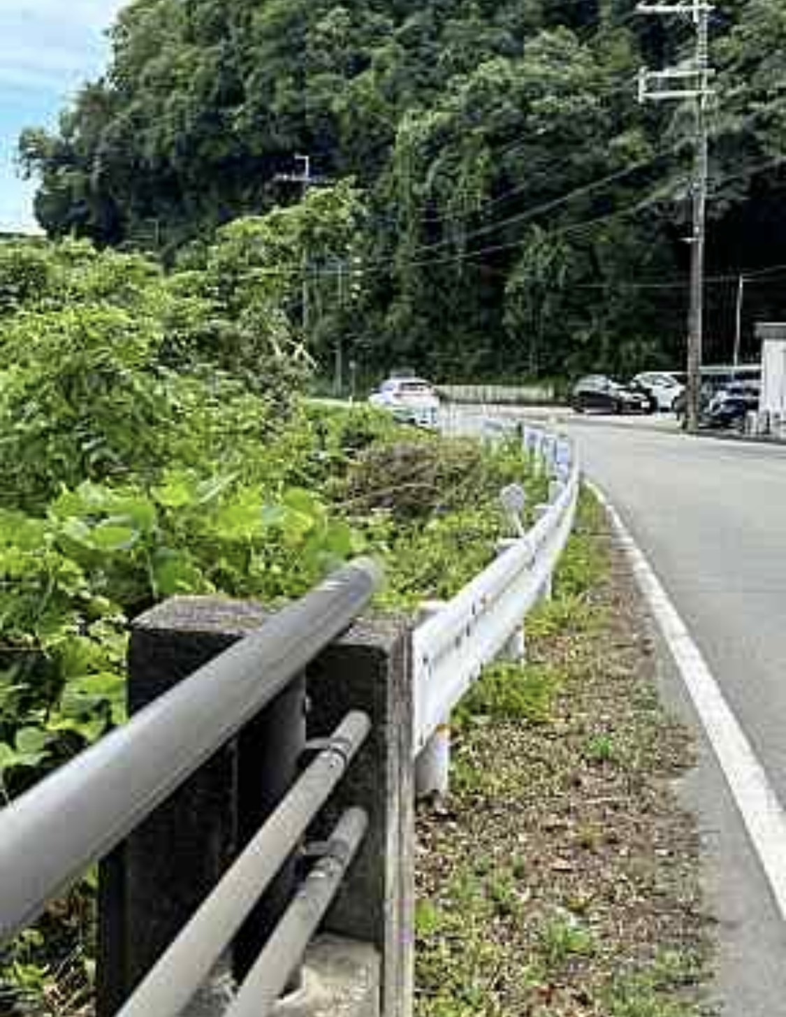 猪名川の河川敷の木の伐採